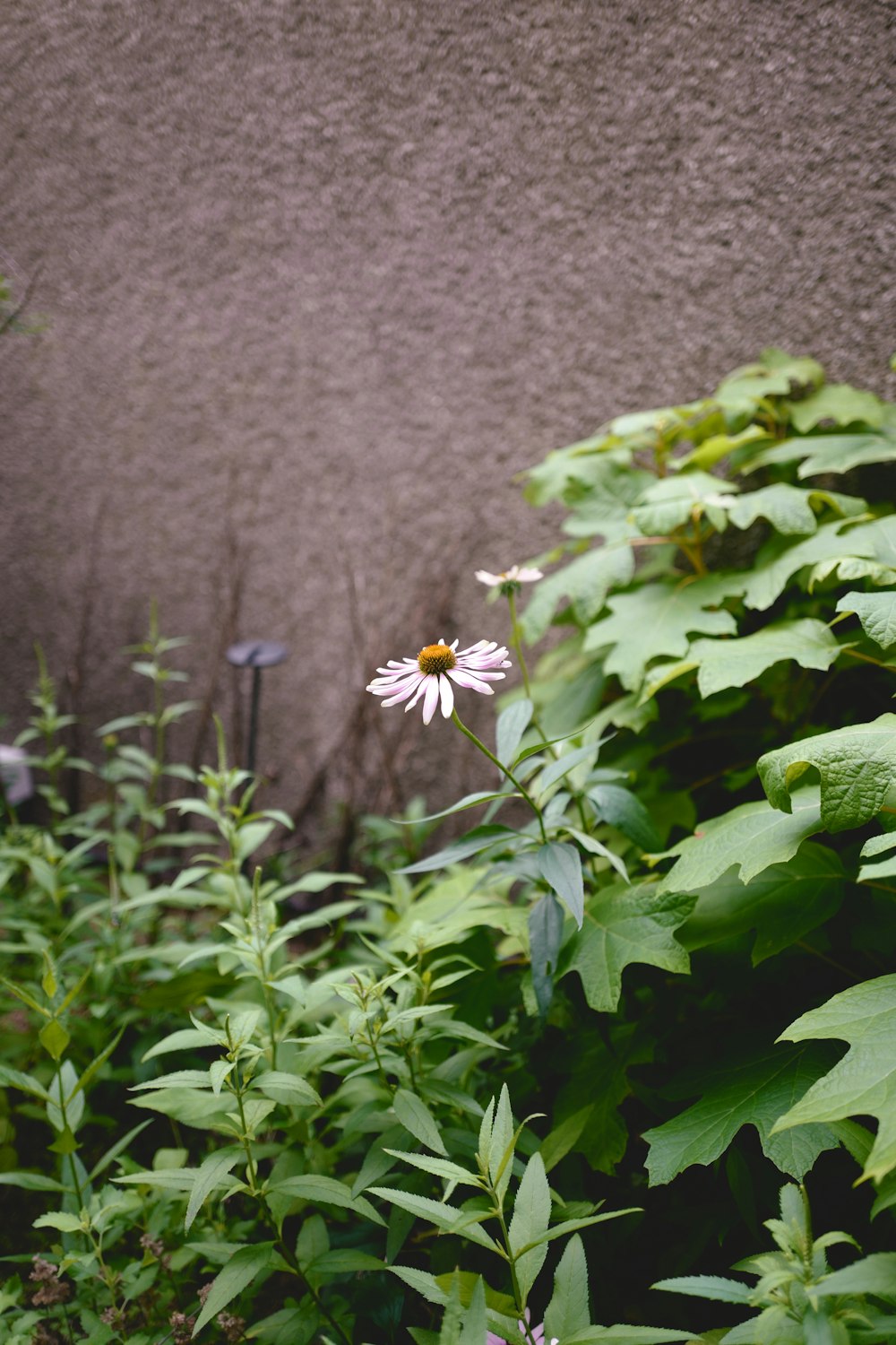 a white flower sitting in the middle of a lush green field