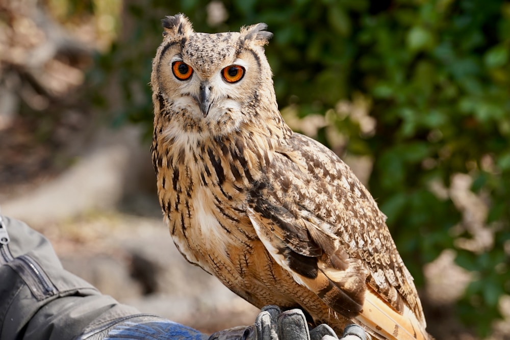 a close up of a person holding an owl