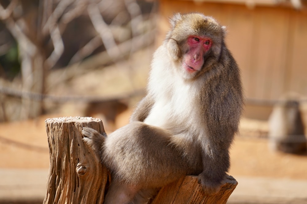 a monkey sitting on top of a wooden post