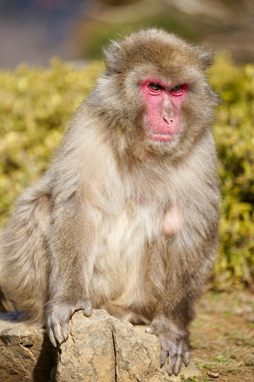 a monkey sitting on top of a rock