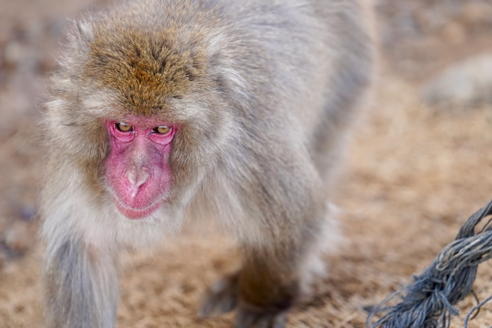 a close up of a monkey on a dirt ground