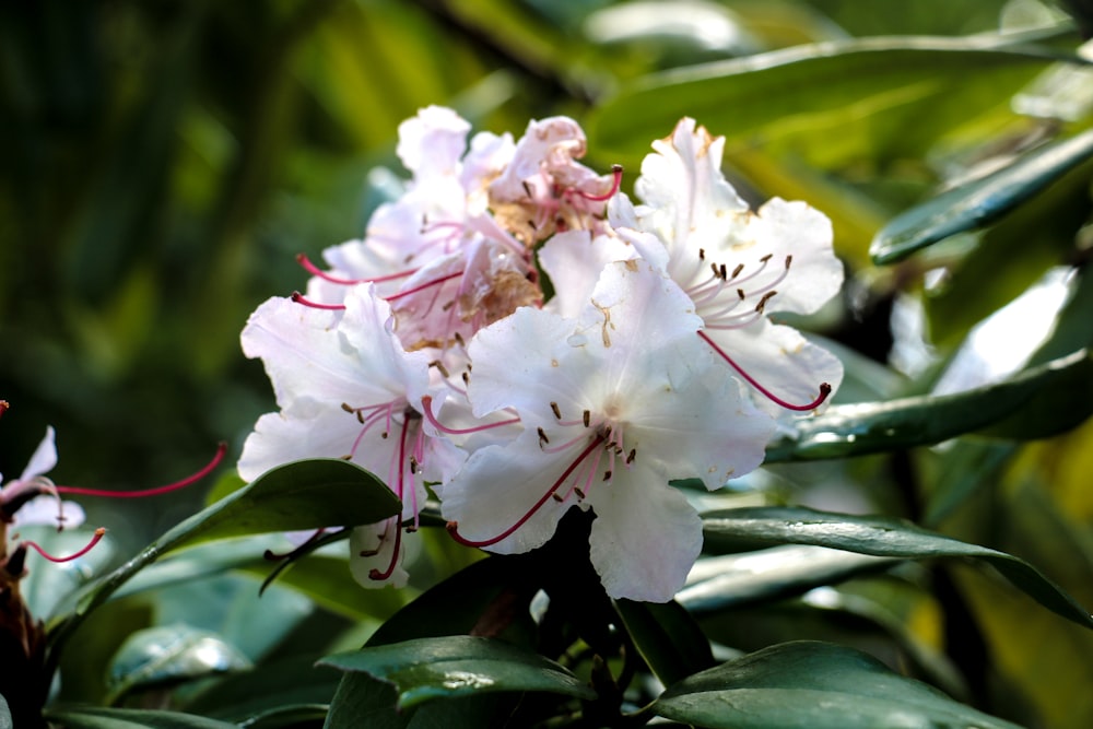 a close up of a flower on a tree