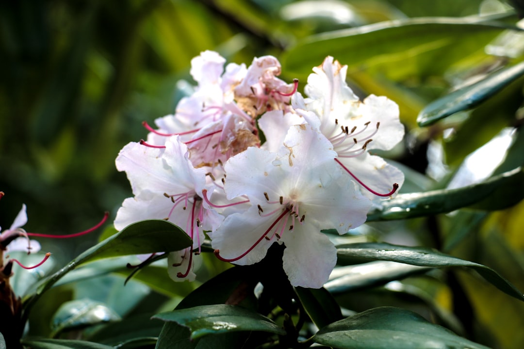 a close up of a flower on a tree, Rhododendron