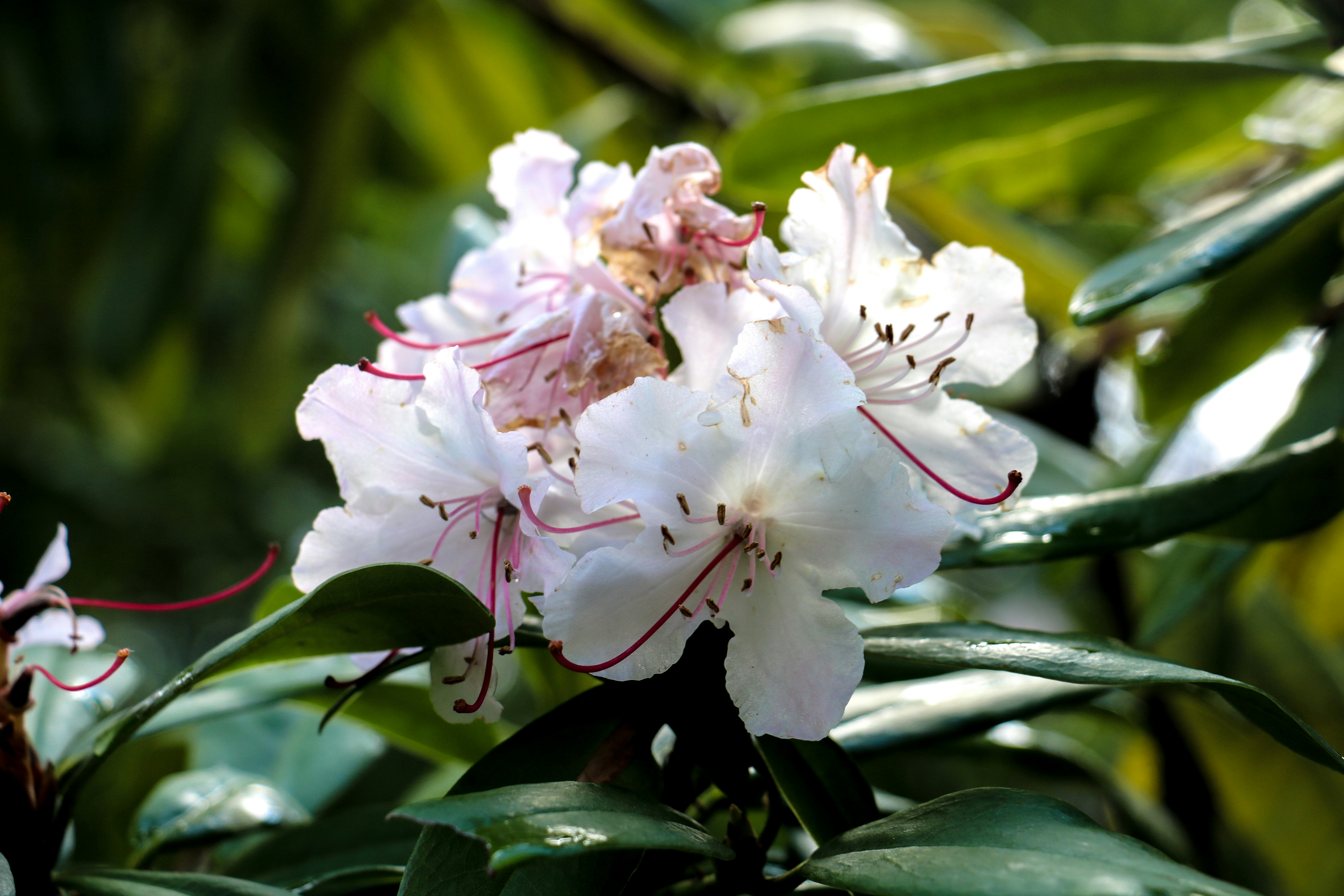 Sustratos para Plantas Ornamentales