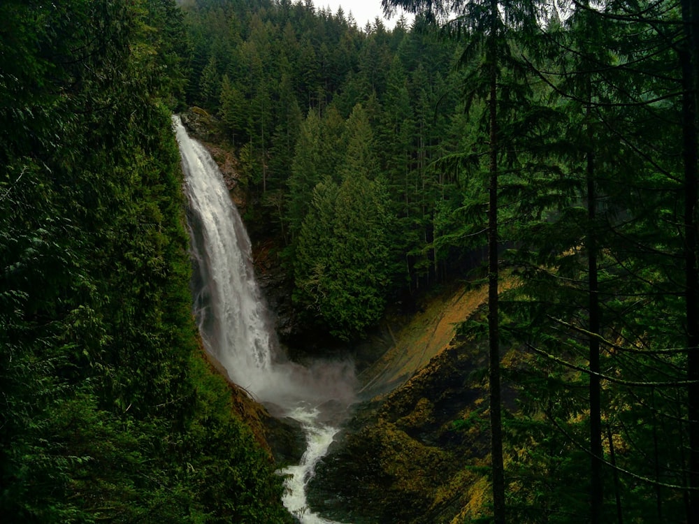 a waterfall in the middle of a forest