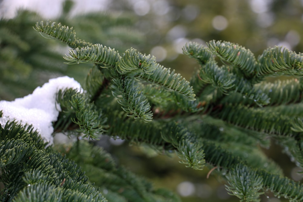 a close up of a pine tree with snow on it