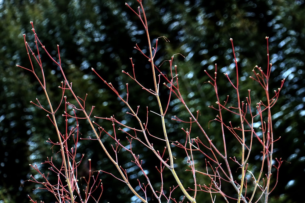 un primo piano di un albero con foglie rosse