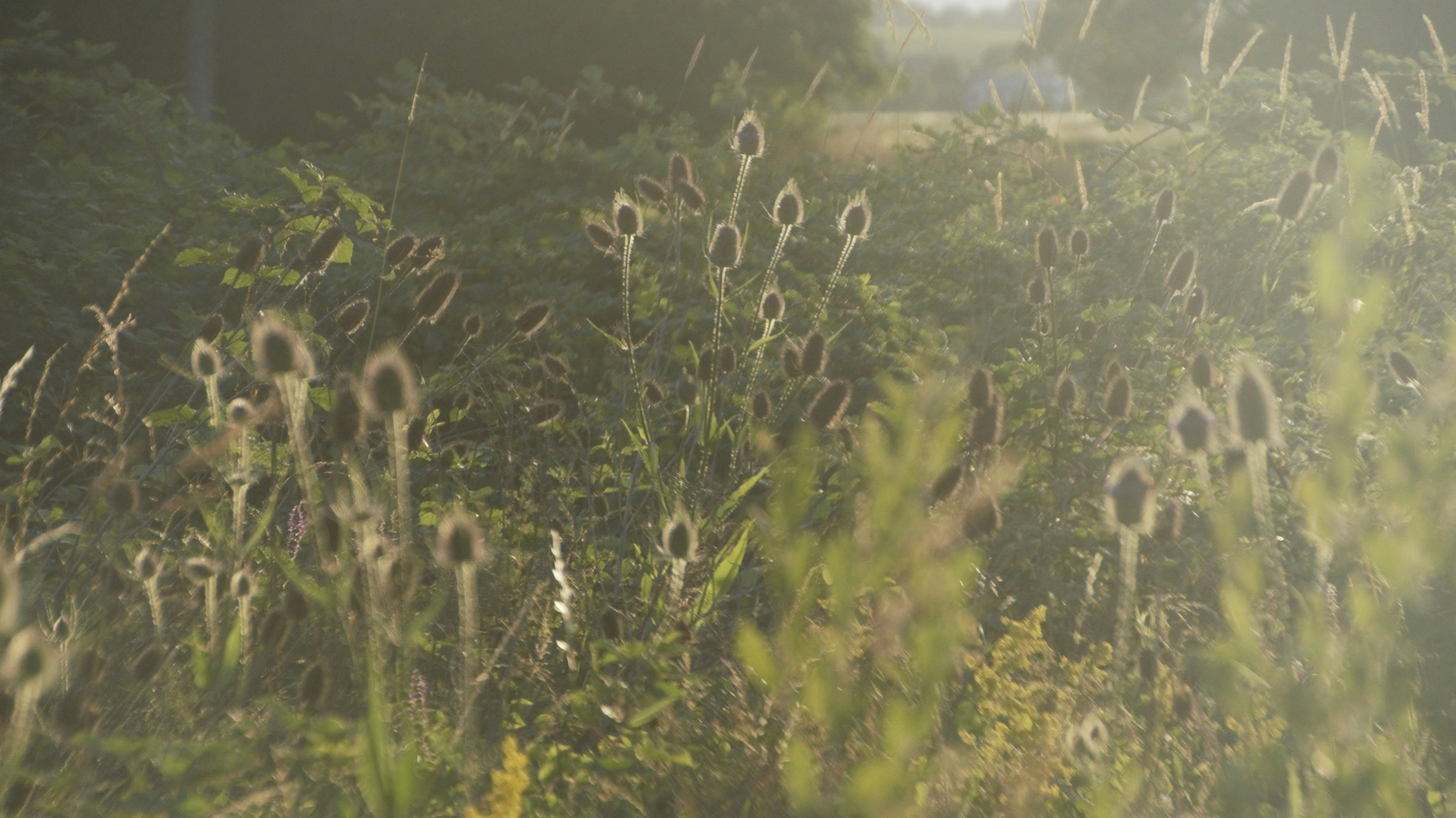 Photo by oldcrowpictures