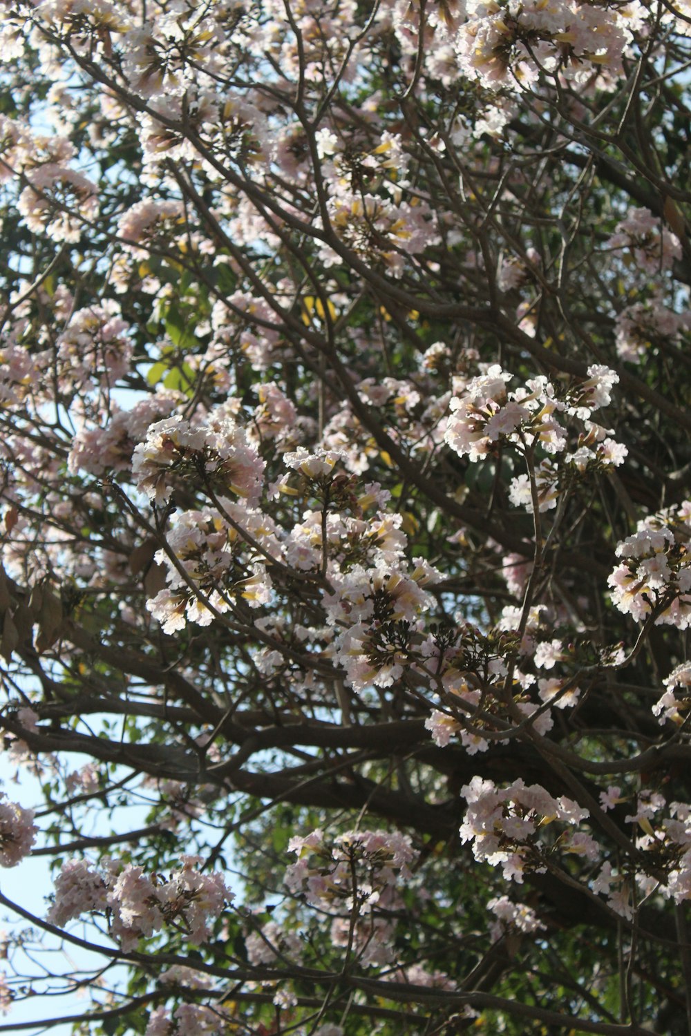 a large tree with lots of white flowers