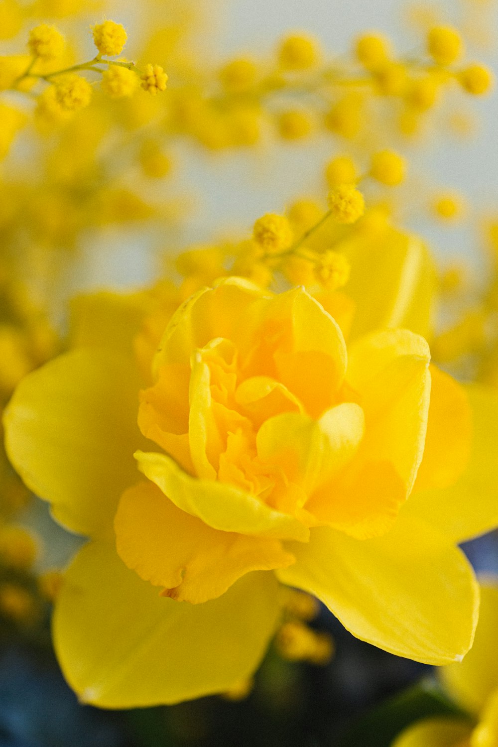 a close up of a yellow flower in a vase