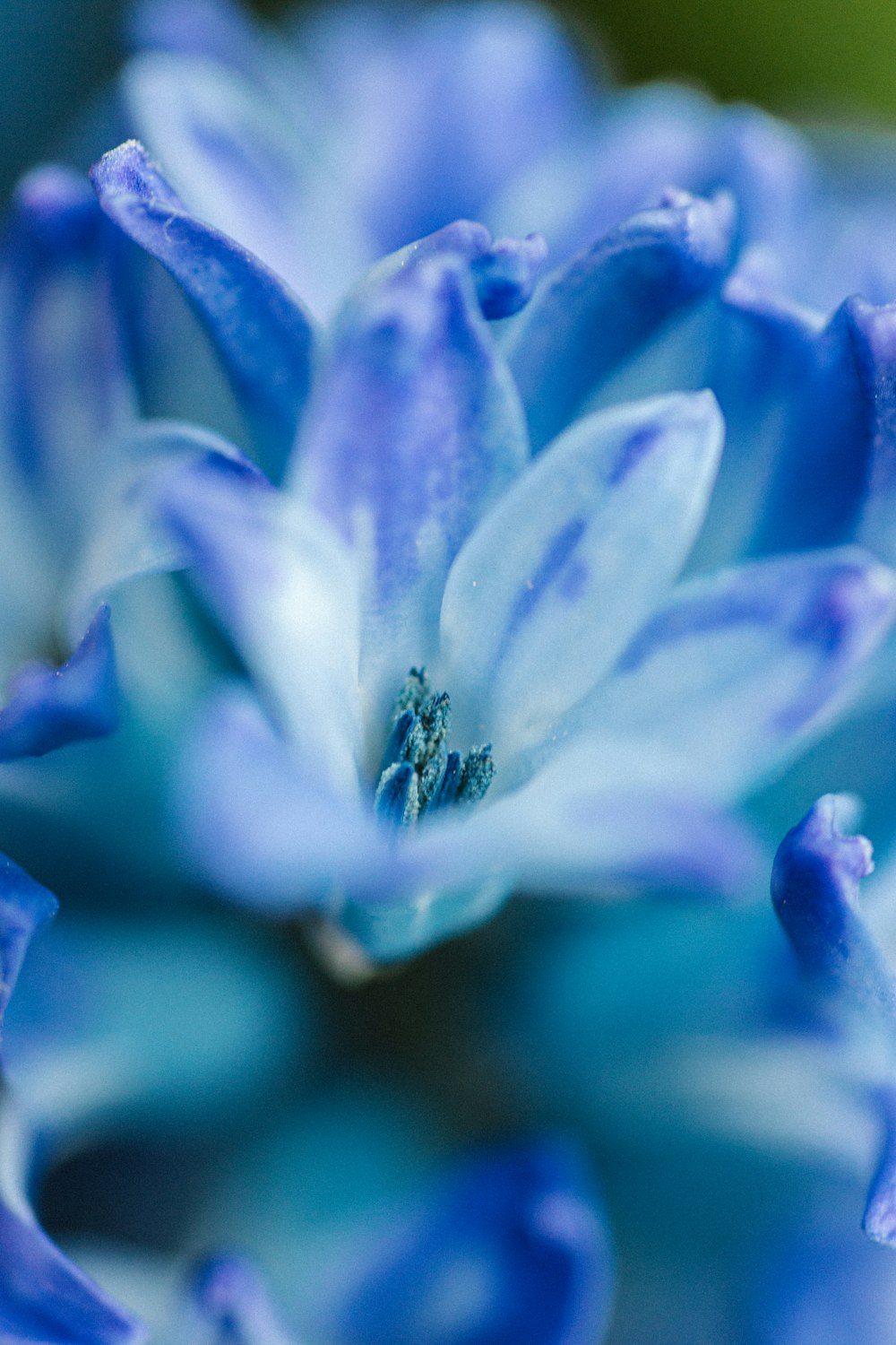 a close up of a blue flower with a green background