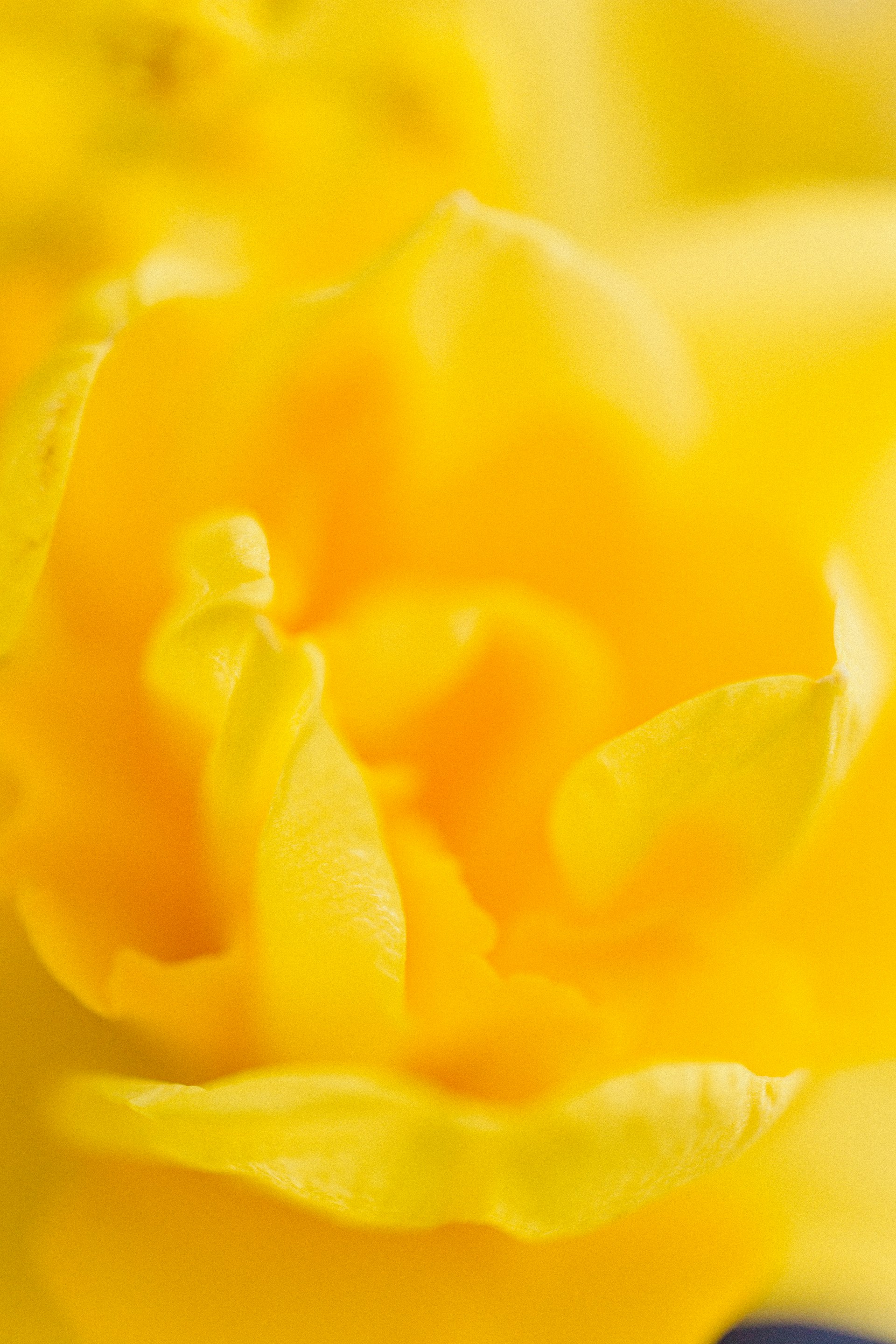 a close up view of a yellow flower