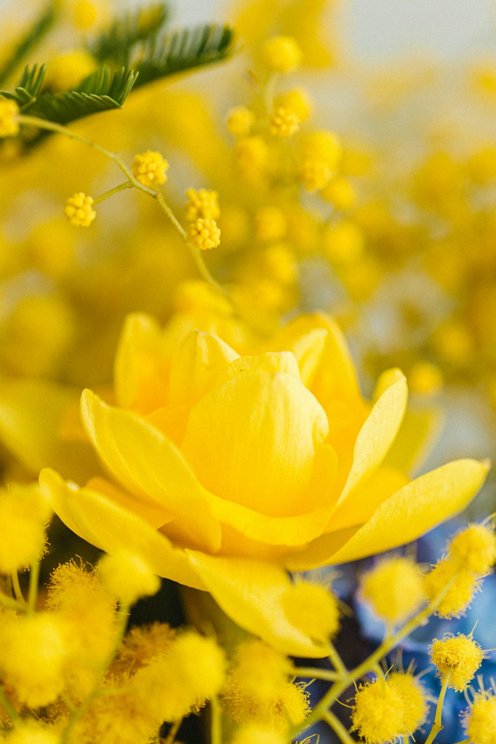 a close up of a yellow flower in a vase