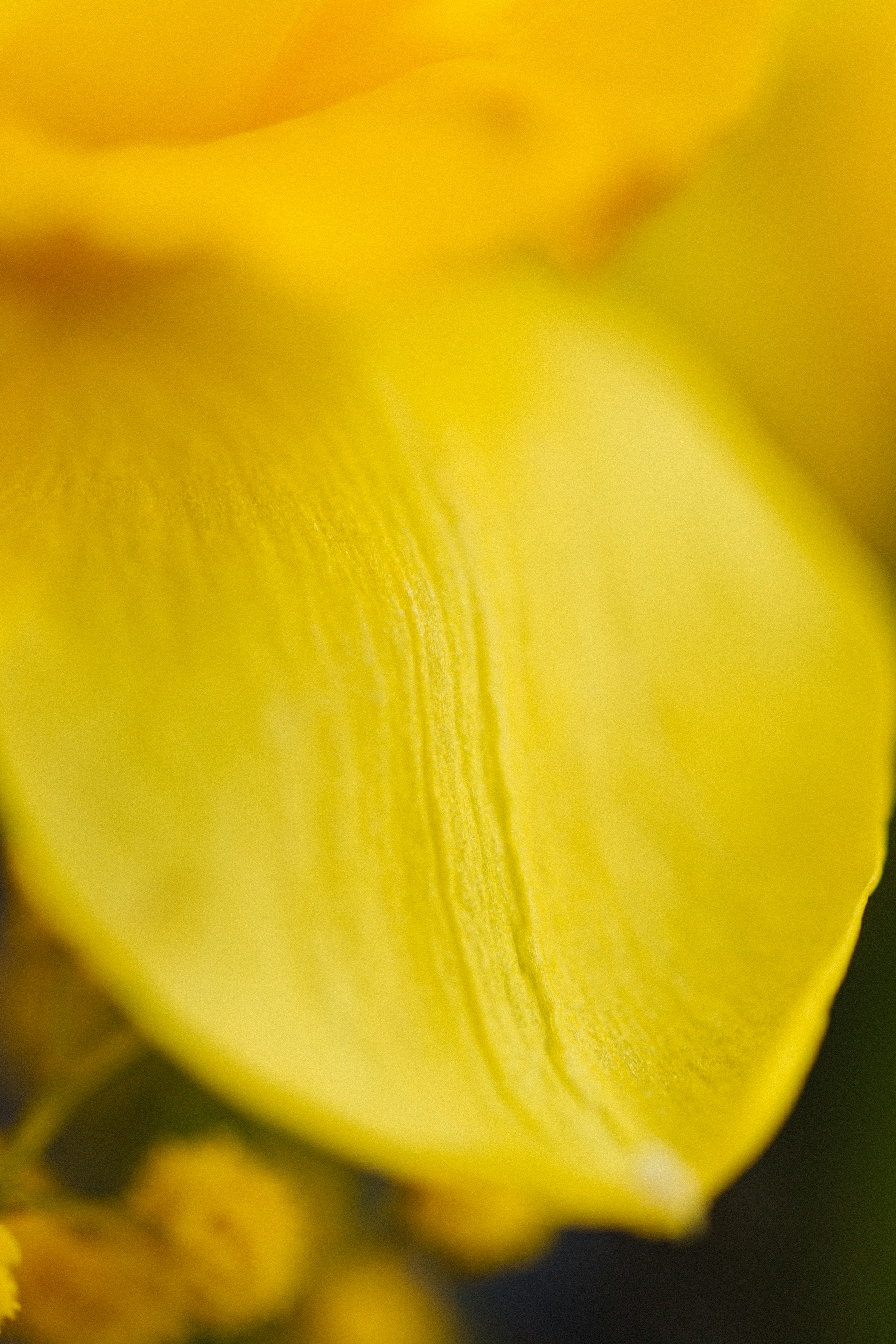 a close up view of a yellow flower