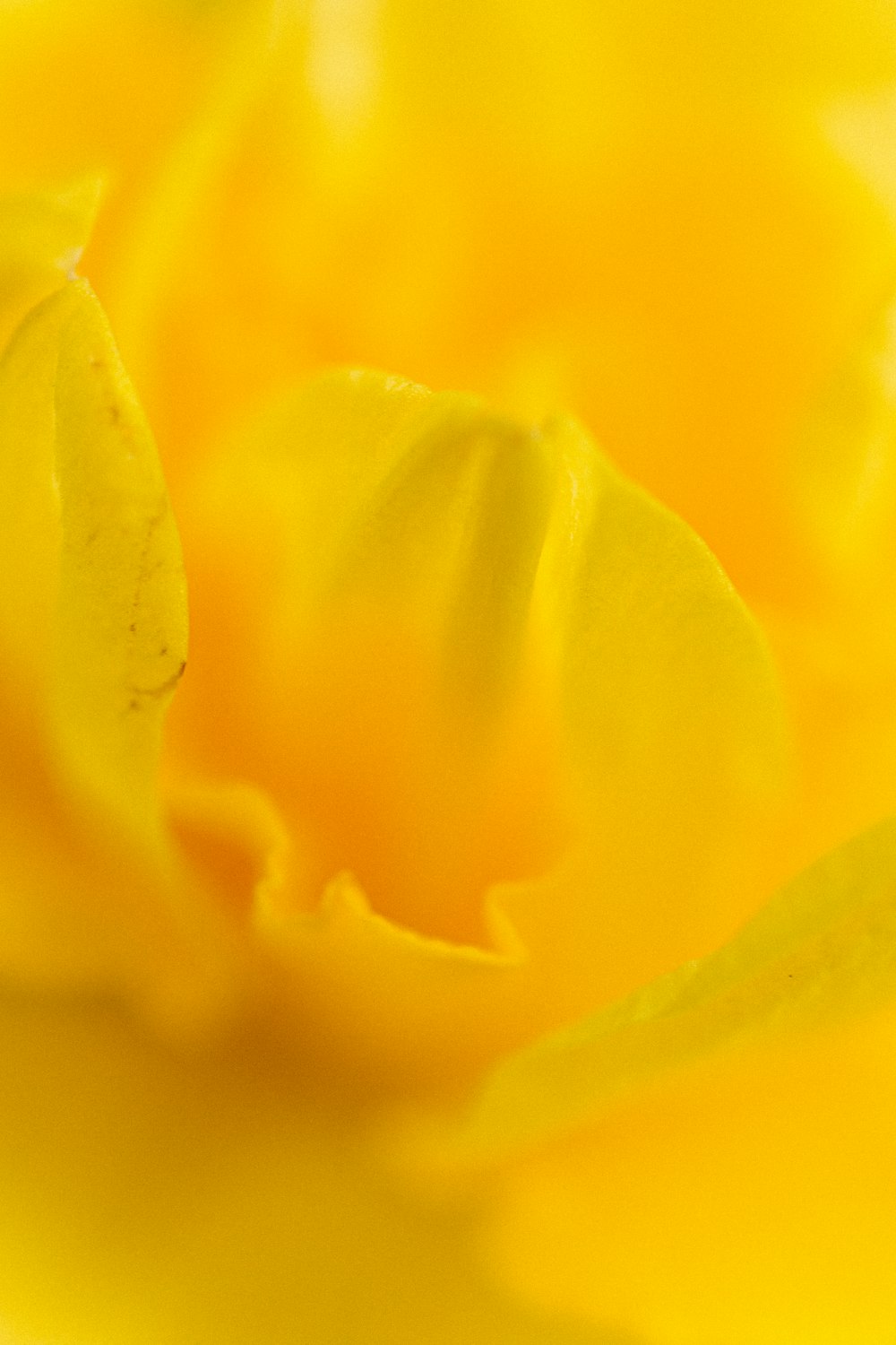 Eine gelbe Blume aus nächster Nähe
