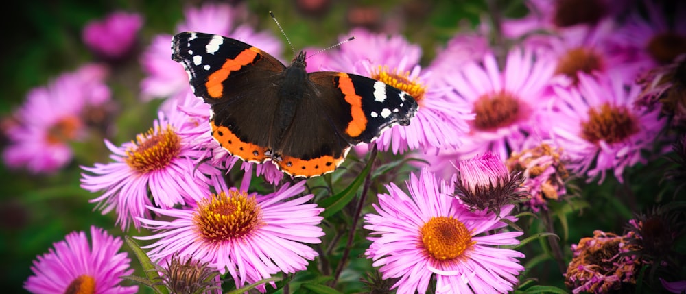 a black and orange butterfly sitting on a pink flower