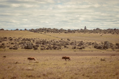 a couple of animals that are standing in the grass