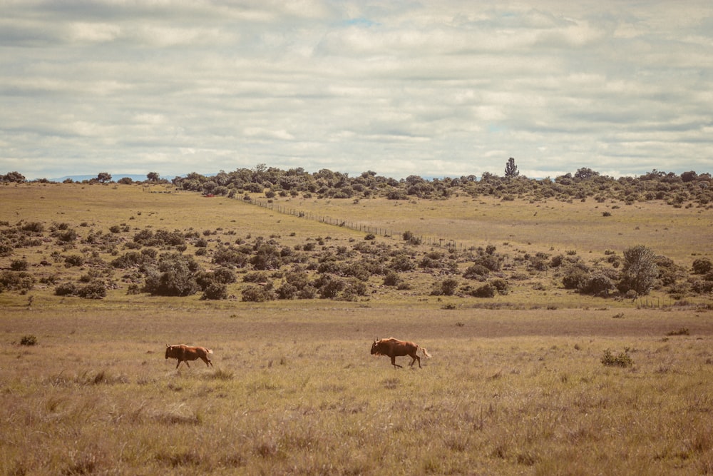 a couple of animals that are standing in the grass