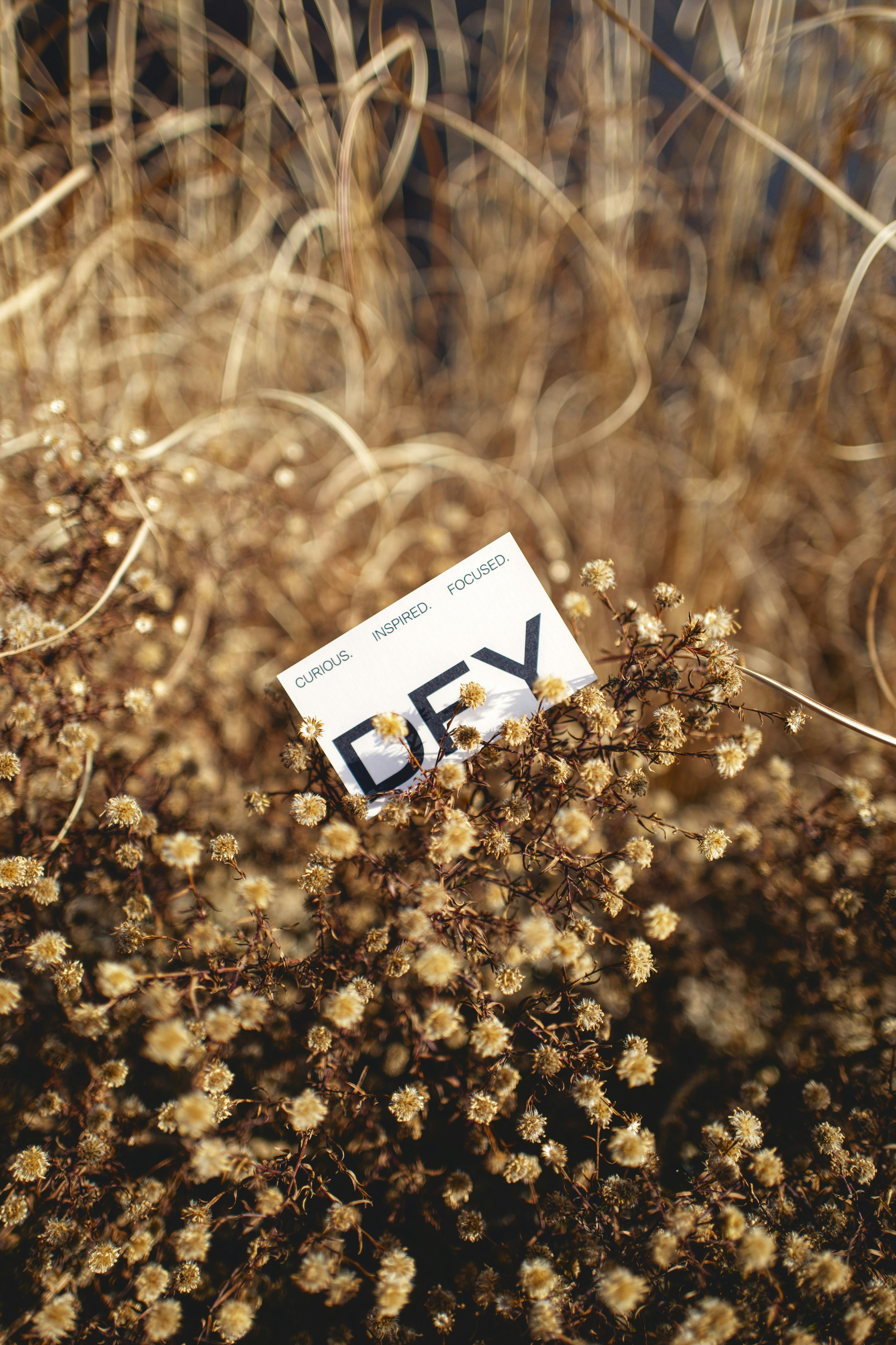 a close up of a plant with a tag on it