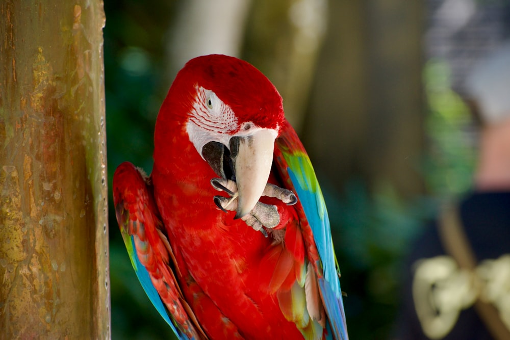 a red and blue parrot sitting on top of a tree