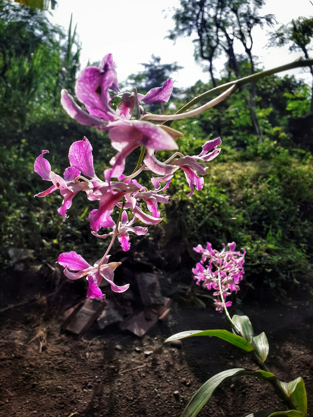 a pink flower is blooming on a tree branch