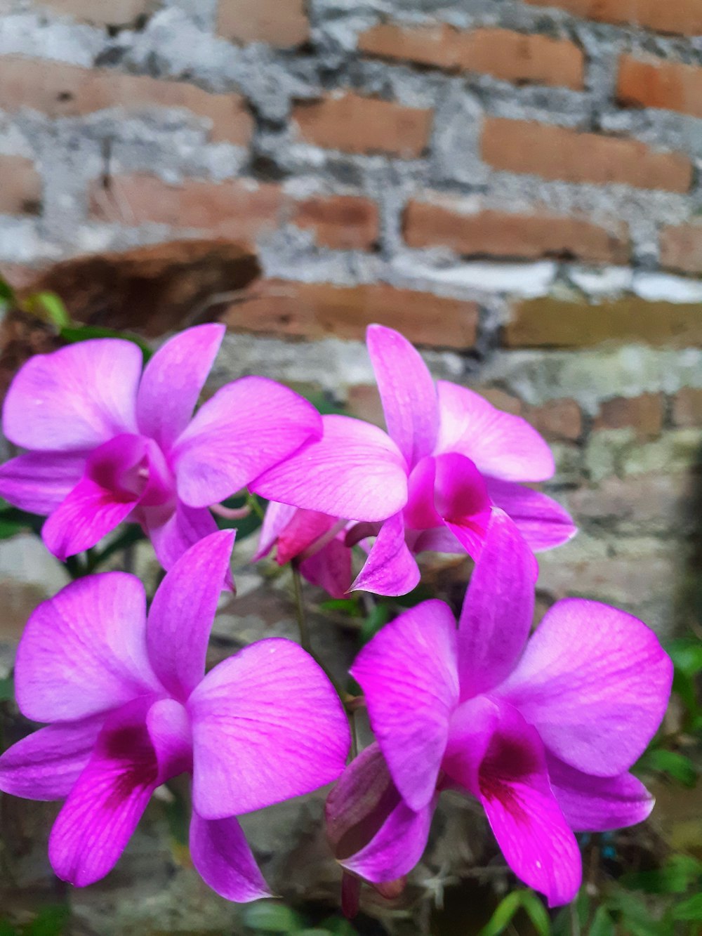 a bunch of purple flowers in front of a brick wall