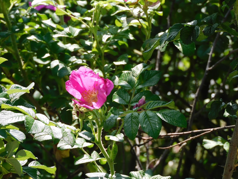 a pink flower with green leaves in the background