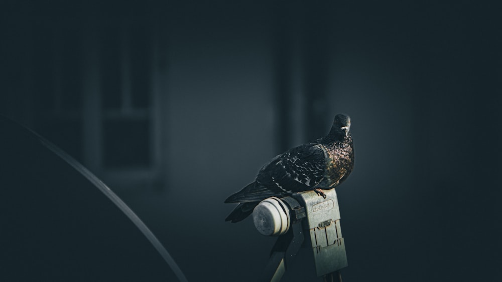 a bird sitting on top of a light switch