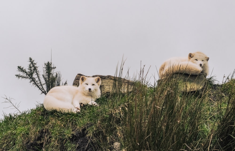 a couple of animals that are sitting in the grass