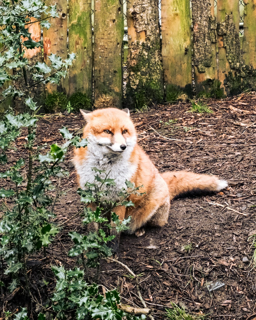 a red fox sitting in the dirt near a fence