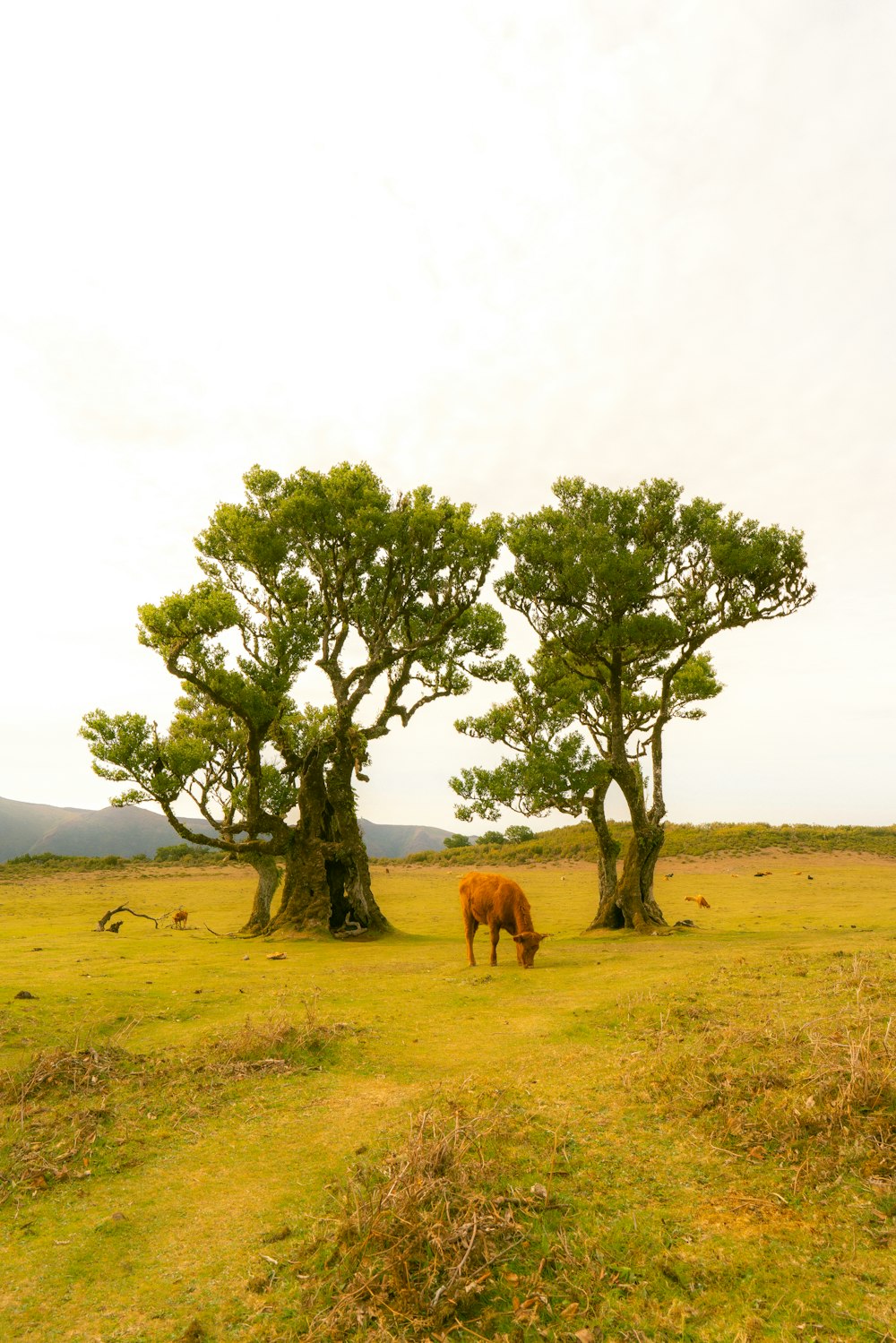 a brown horse standing next to a couple of trees