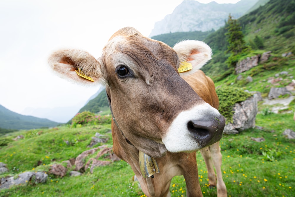 a brown cow standing on top of a lush green hillside