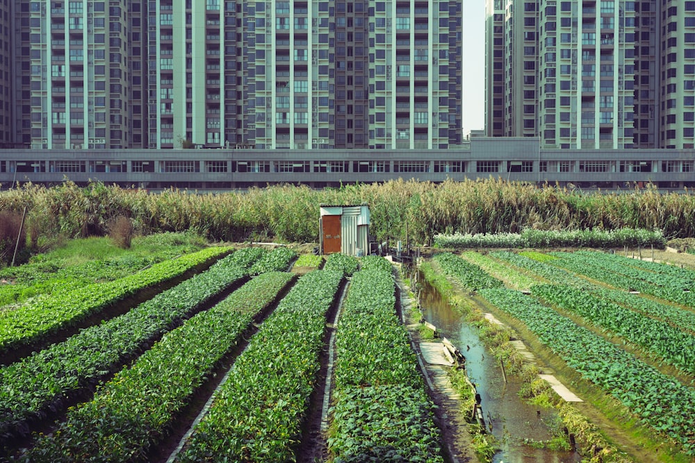 a row of tall buildings sitting next to a lush green field