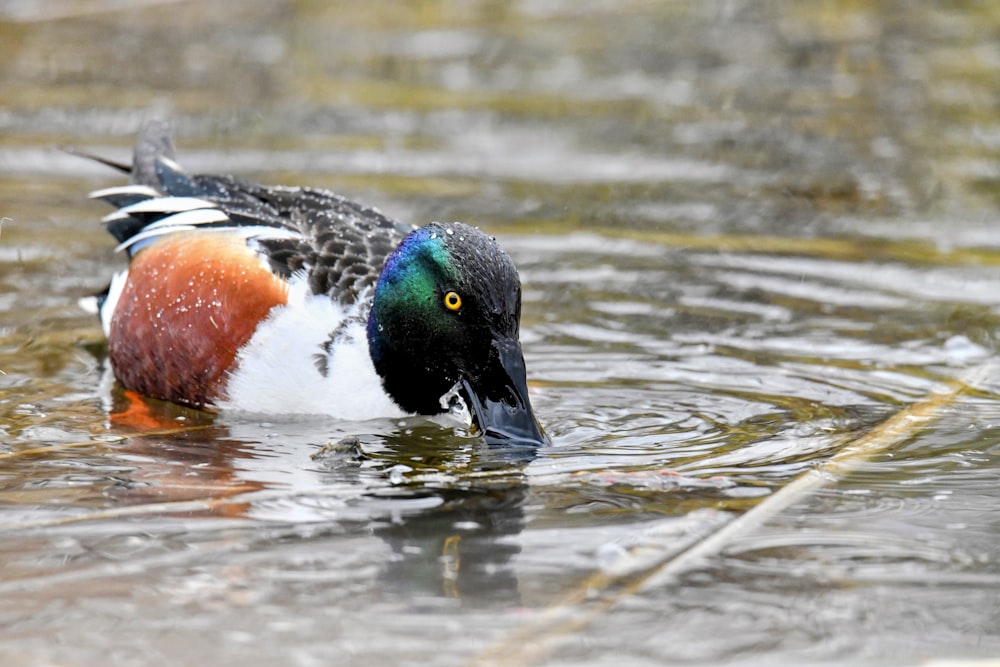 a duck with a colorful head swims in the water