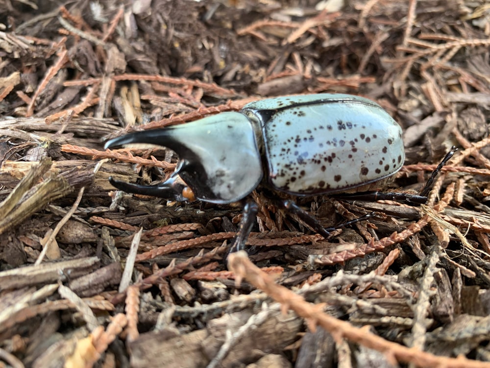 a close up of a beetle on the ground