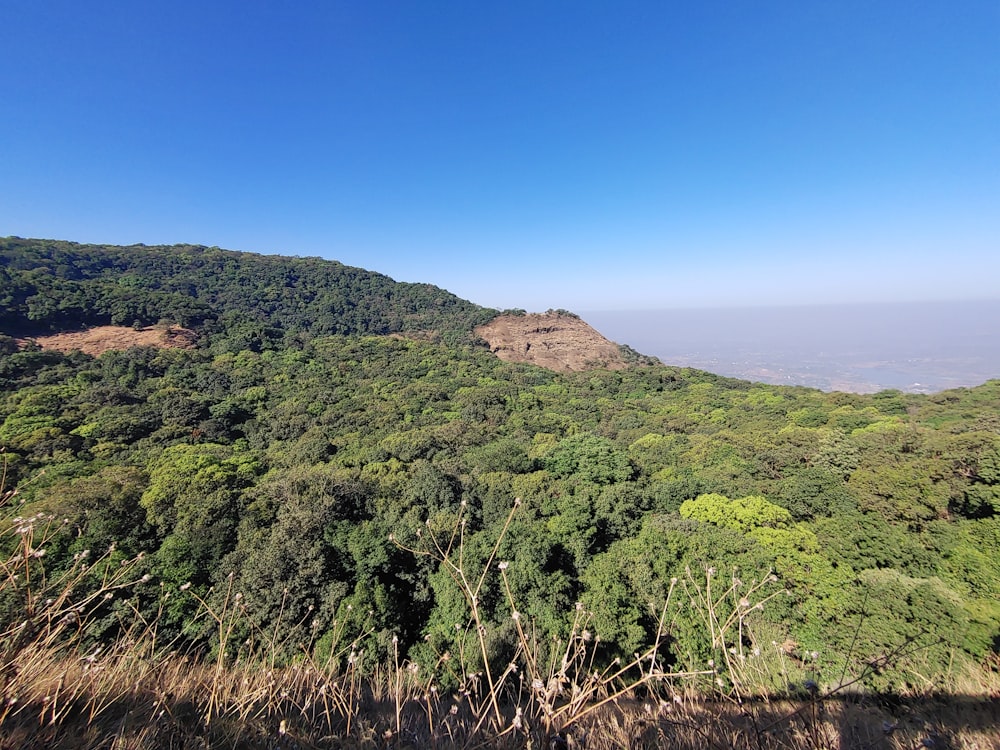 a view of a lush green forest with a mountain in the background