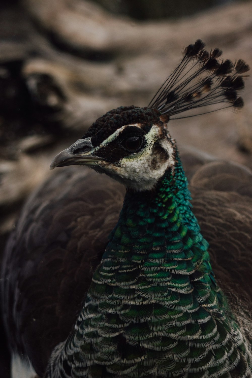 a close up of a bird with feathers on its head