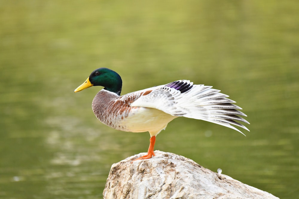a duck standing on top of a rock next to a body of water