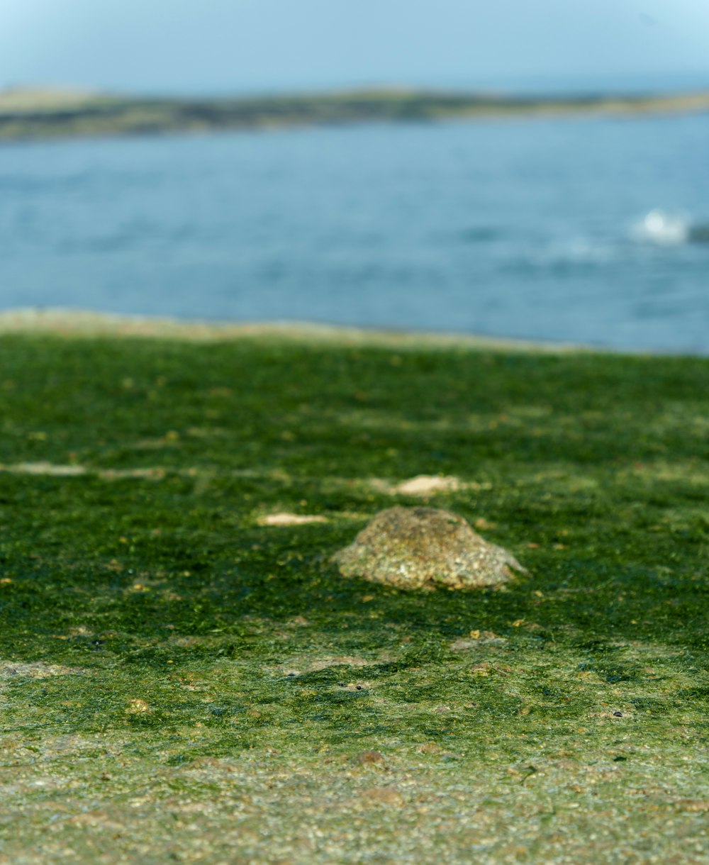 a bird standing on top of a lush green field