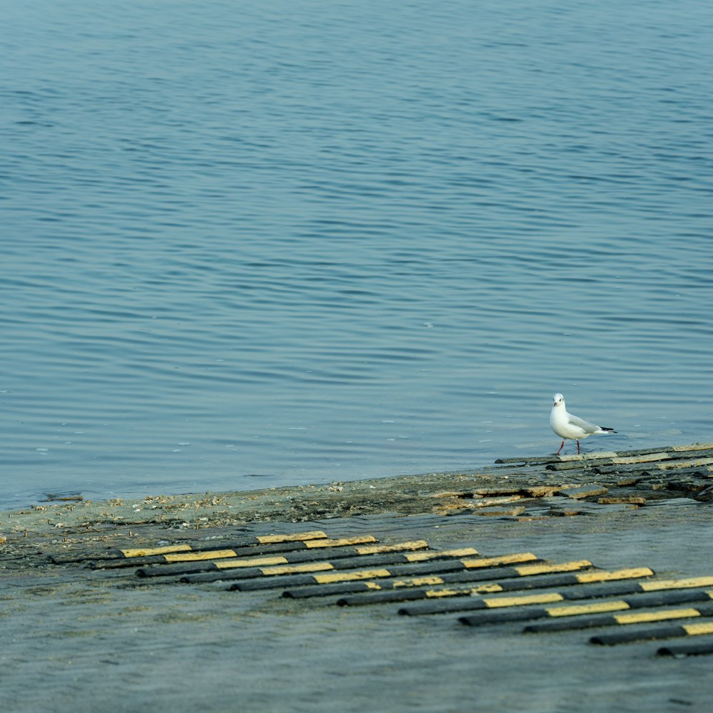 a seagull sitting on the edge of a body of water
