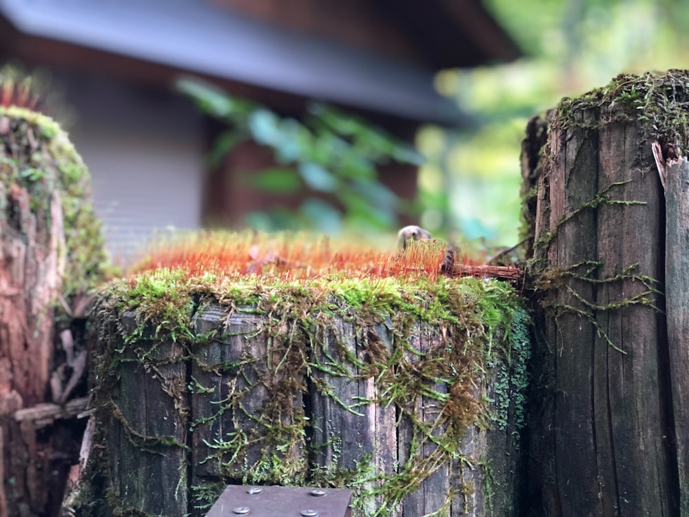 a close up of a tree stump with moss growing on it