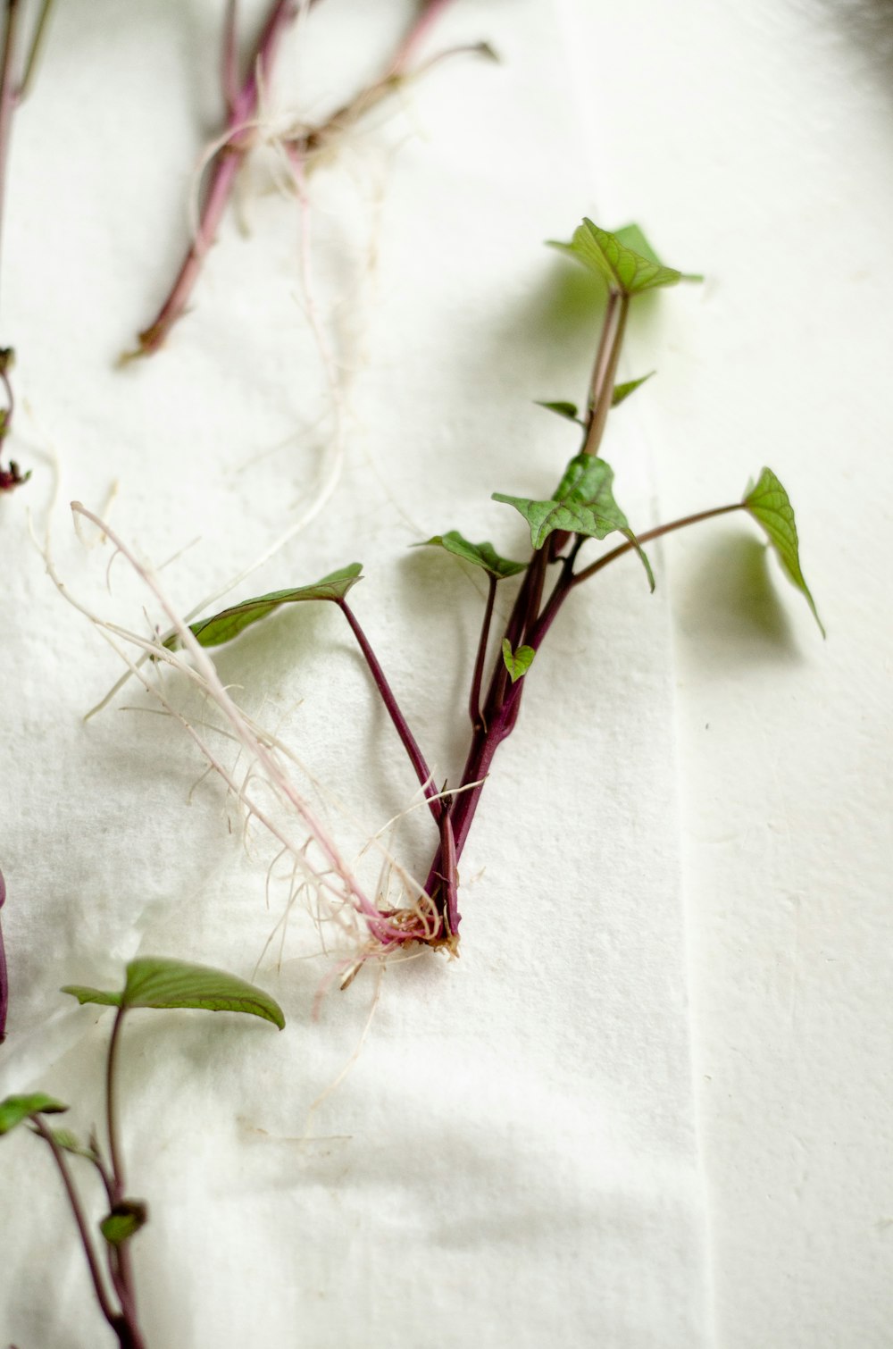 a close up of a bunch of radishes on a piece of paper