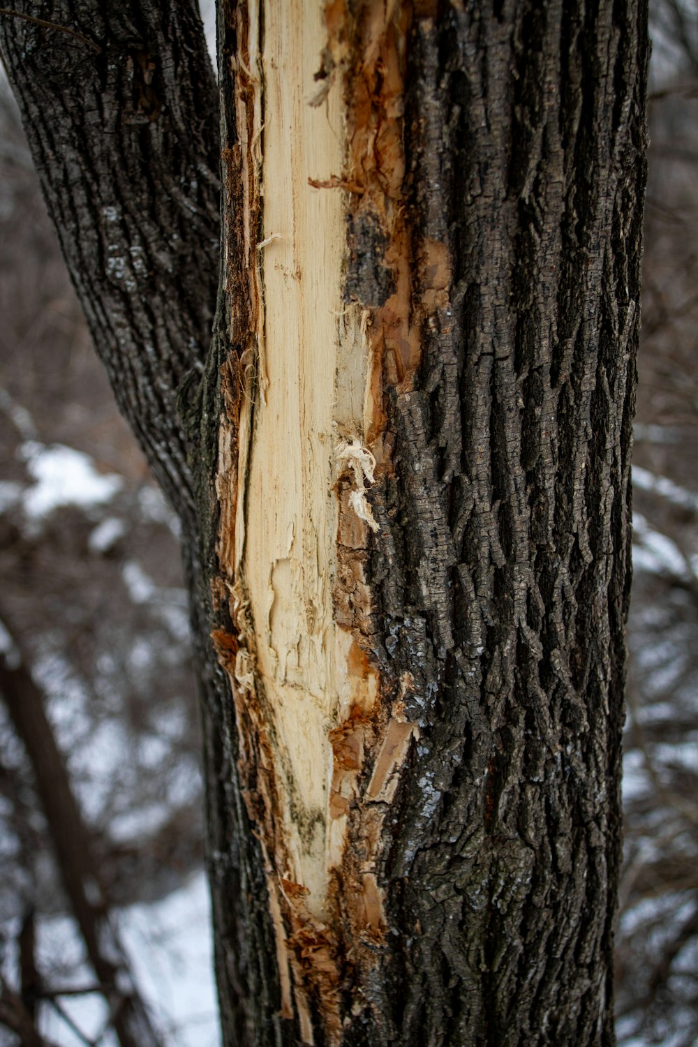 a close up of a tree that has been stripped off