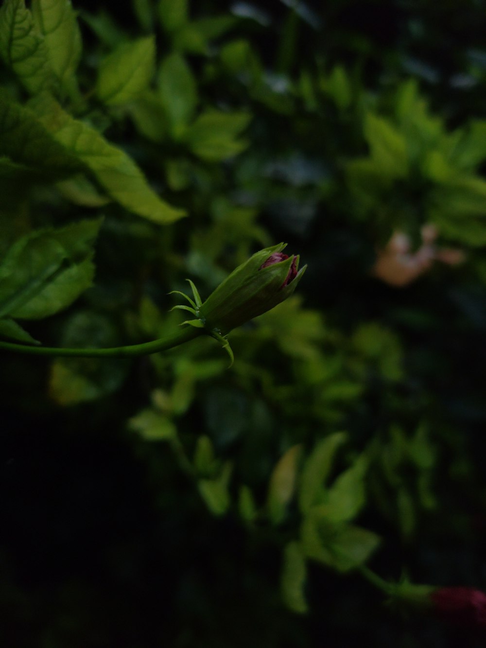 un primer plano de una flor en una planta