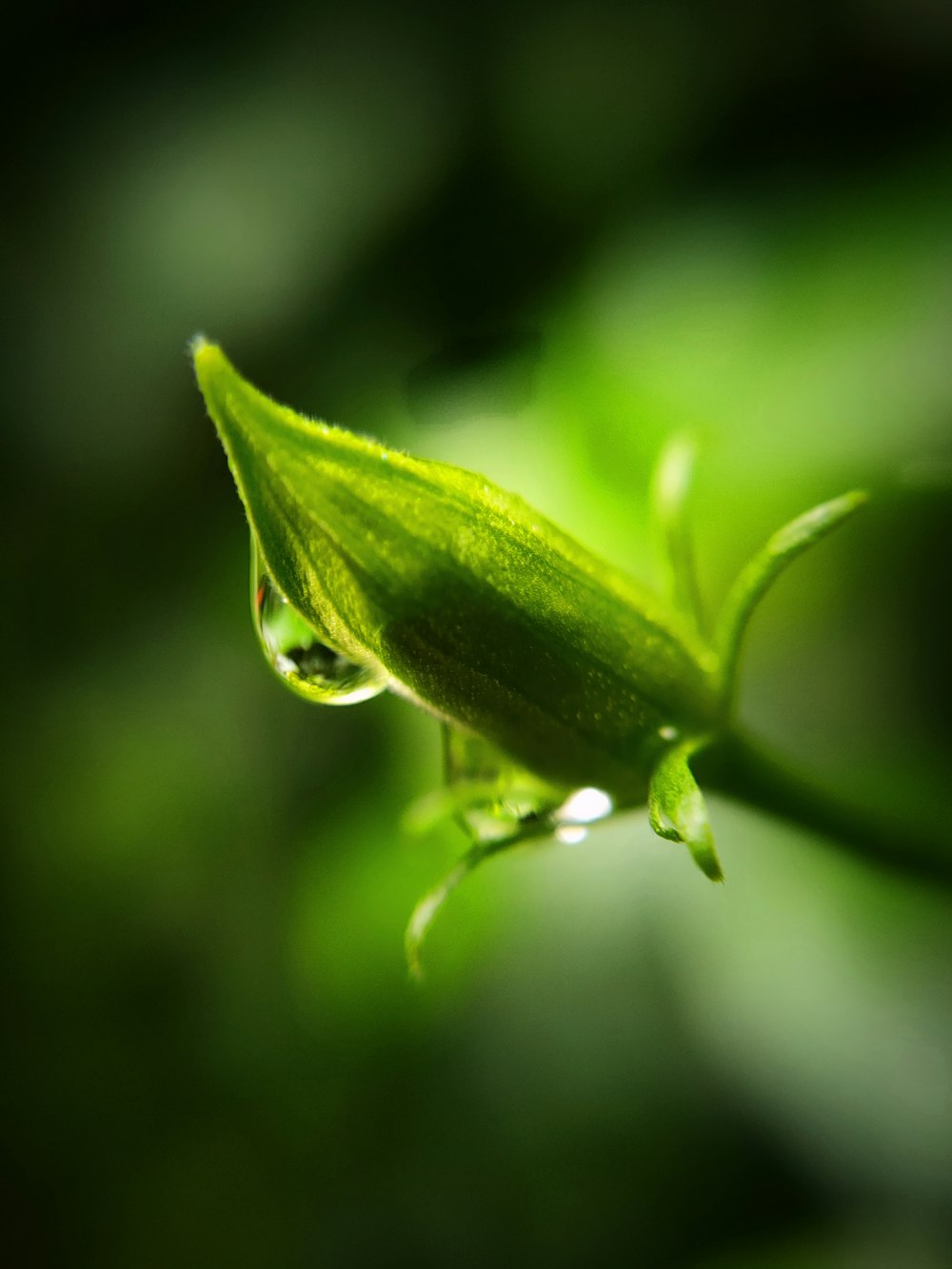 ein grünes Blatt mit Wassertropfen darauf