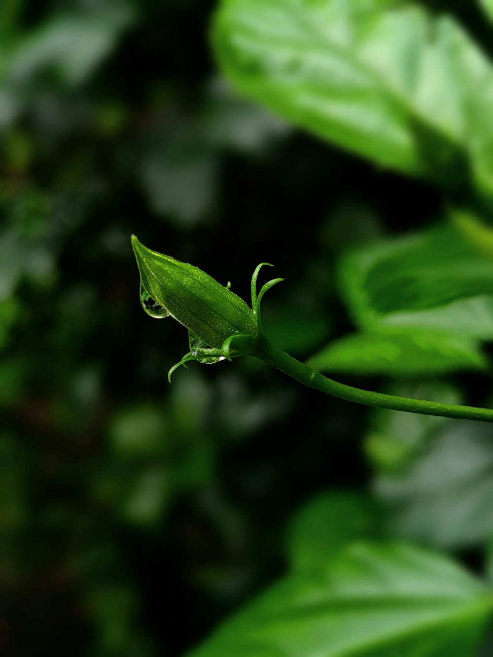 葉のある緑の植物の接写