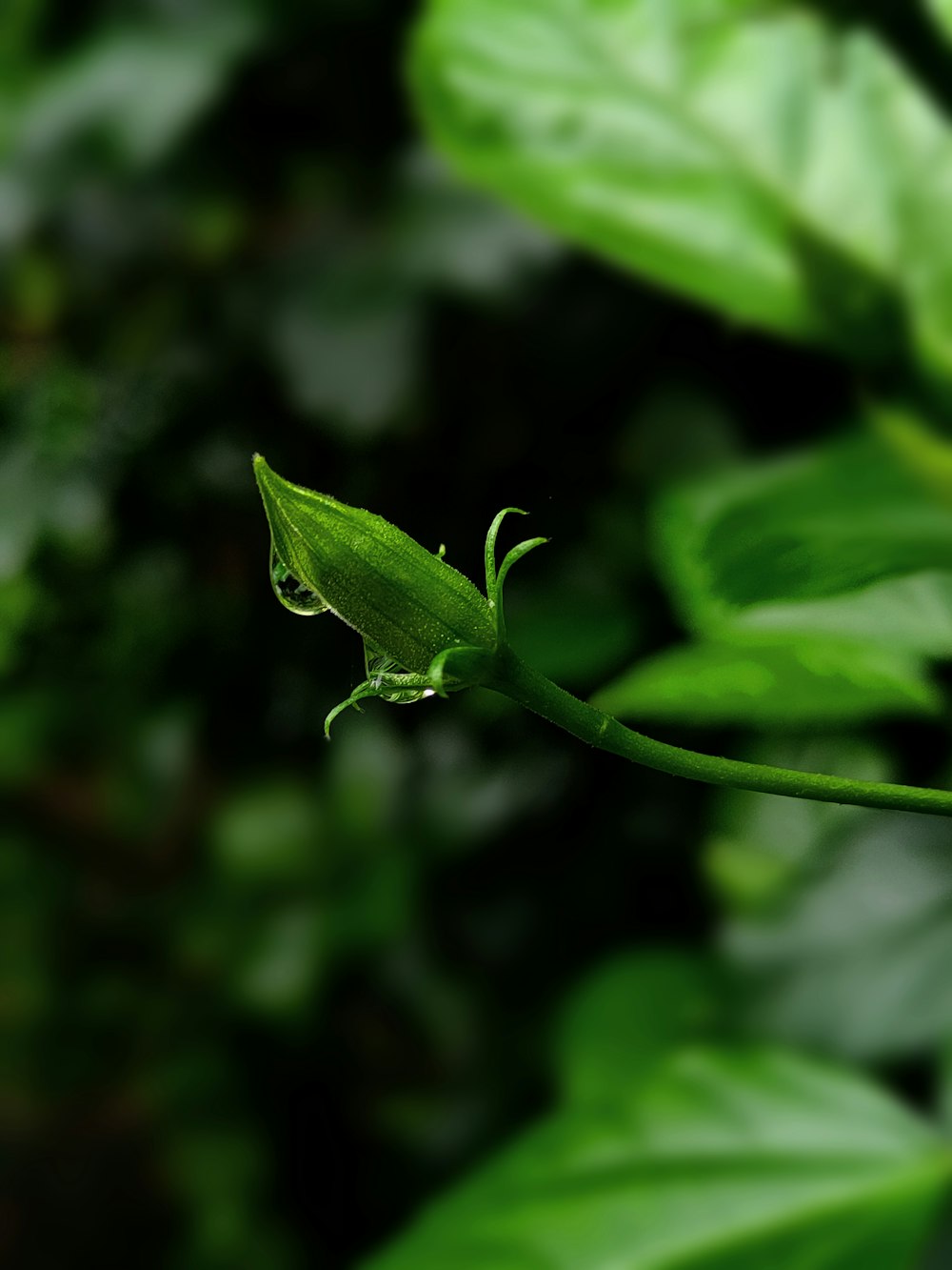 a close up of a green plant with leaves