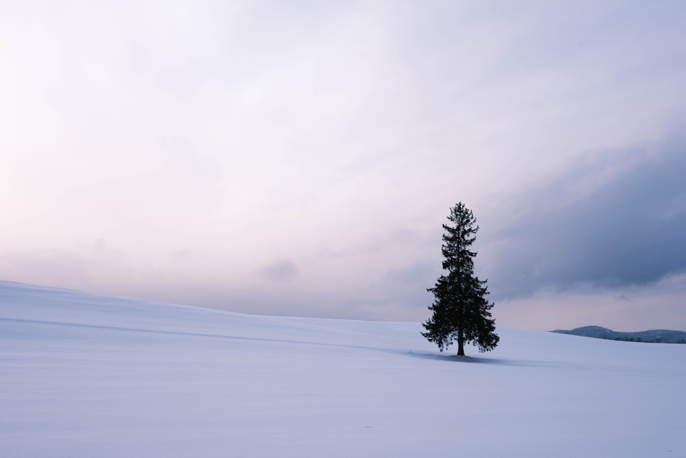 ein einsamer Baum mitten auf einem verschneiten Feld