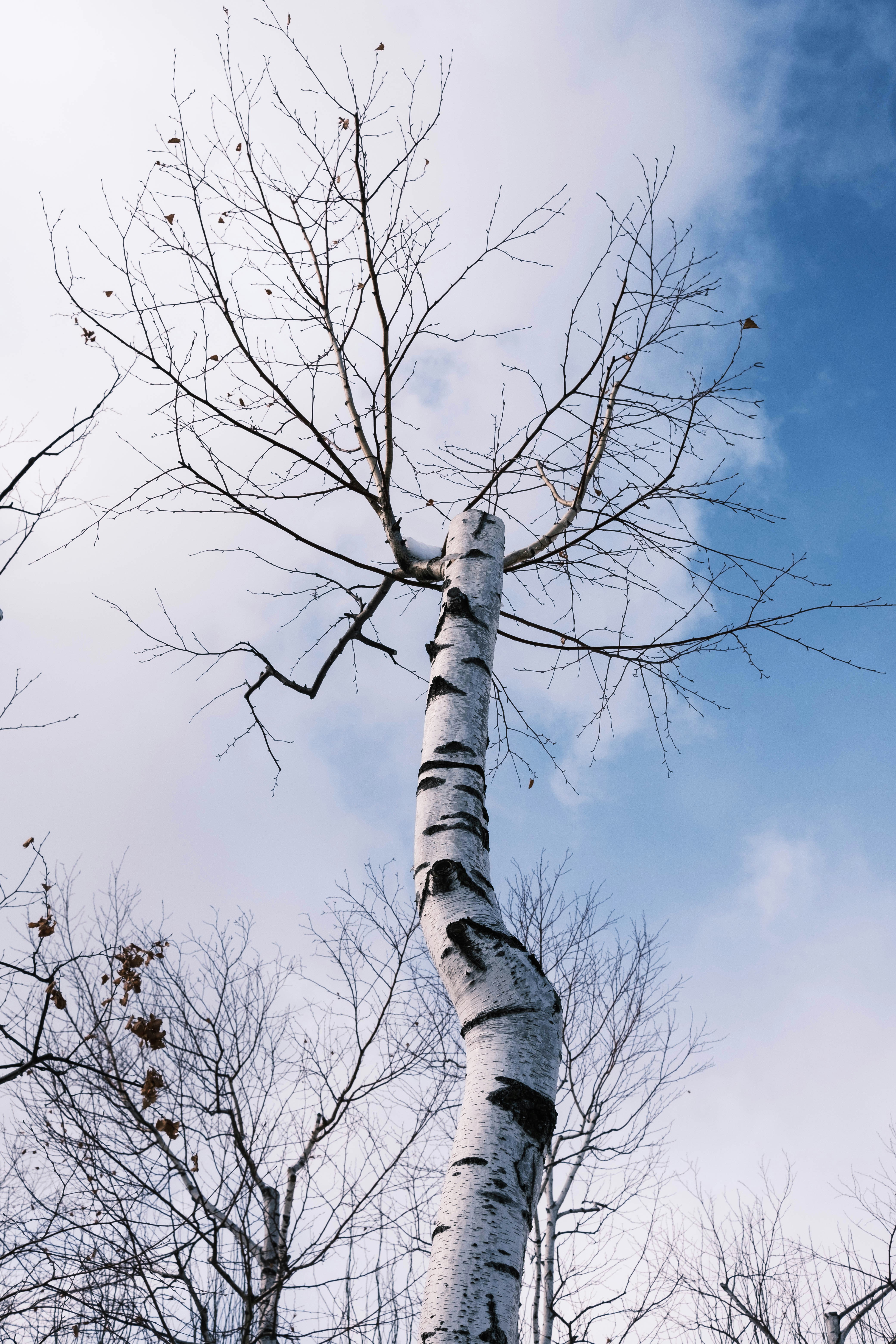 a tall white tree with no leaves on it