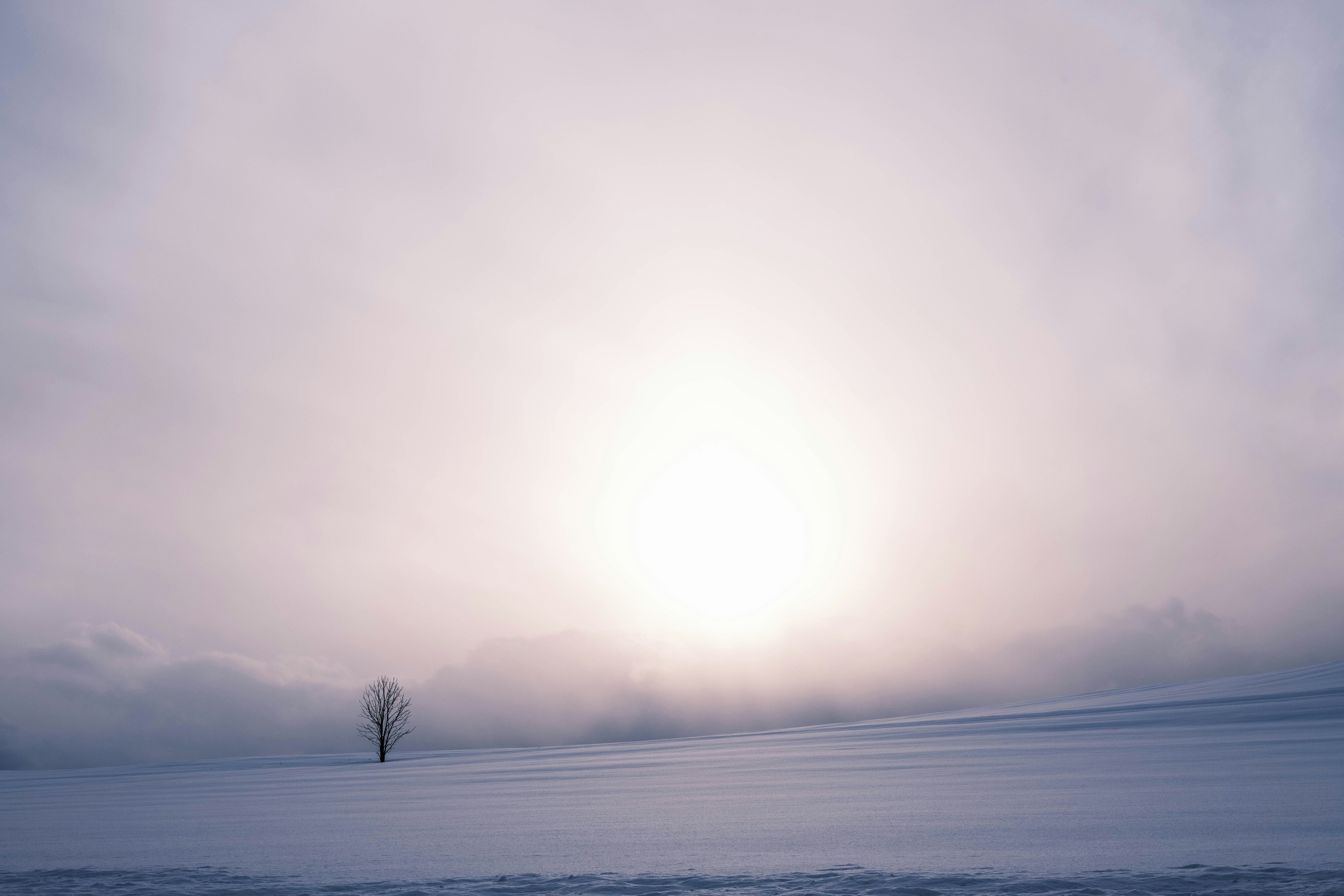 a lone tree in the middle of a snowy field